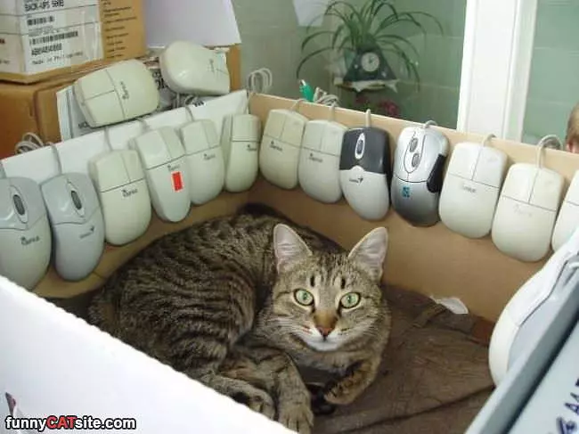 So Many Mice