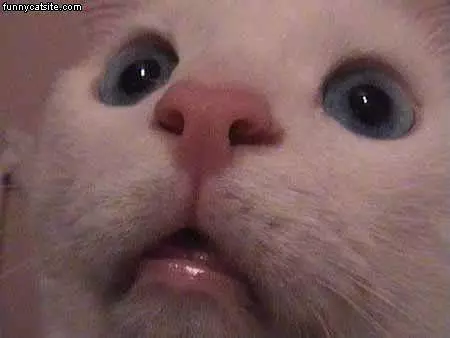 Closeup