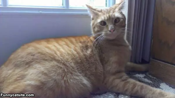 Crossed Eyed Kitty
