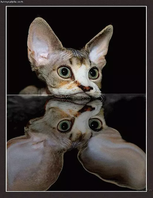 Reflection