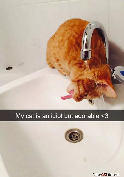 My Cat Is An Idiot