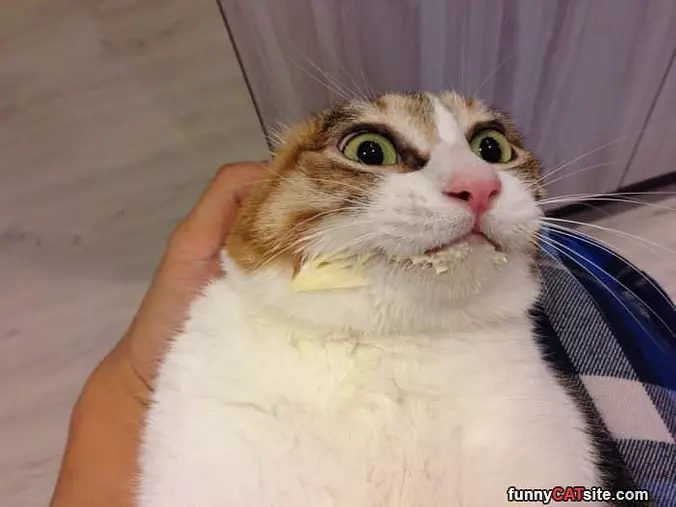 Pull My Ears Back