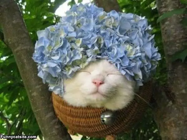 Flower Cat