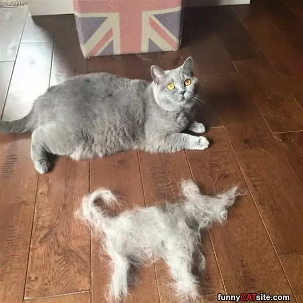 I Am Shedding A Bit