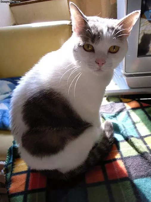 Heart Shaped Fur