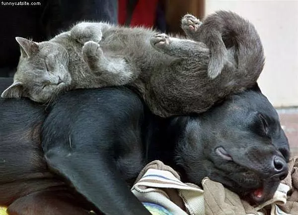 Warm Bed