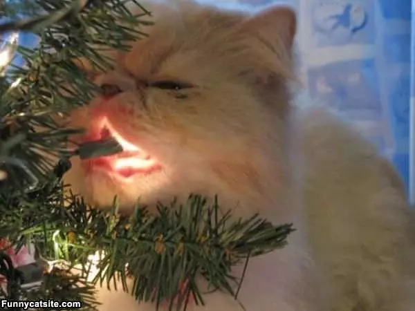 Nom Nom Nom Lights