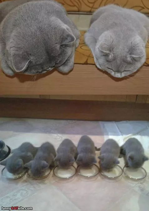 Watching Them Eat
