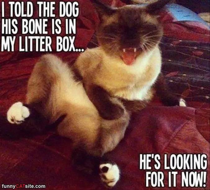 The Bone Is In The Box