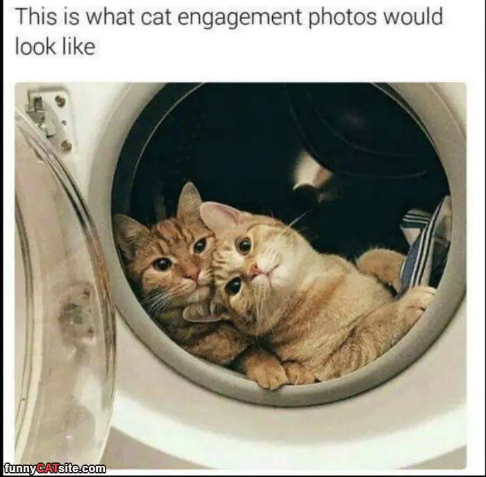 Cat Engagement Photos