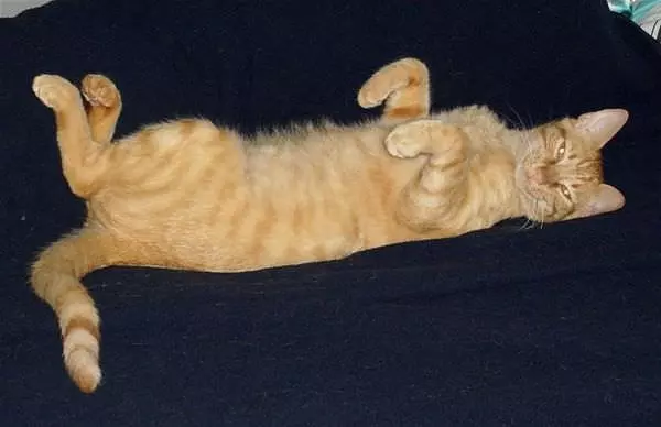 Sleep How I Want