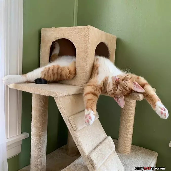 The Most Relaxed Cat In History