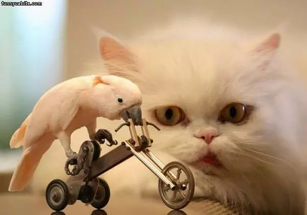 Cat Wants