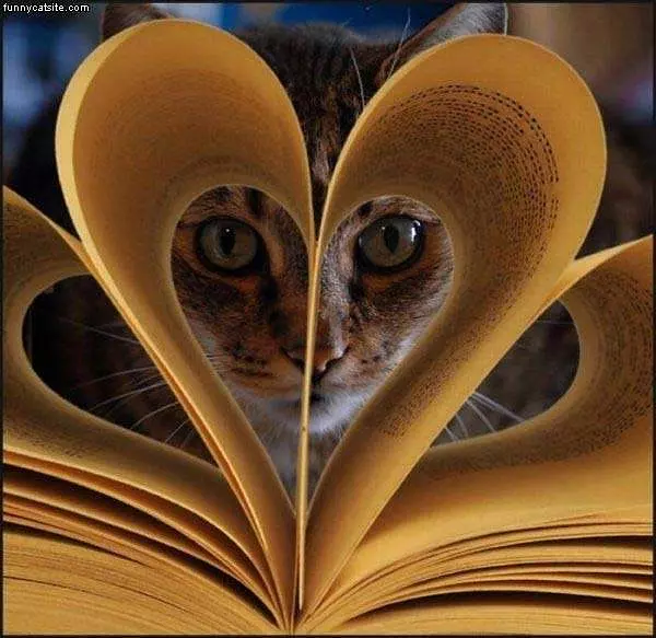 I See You