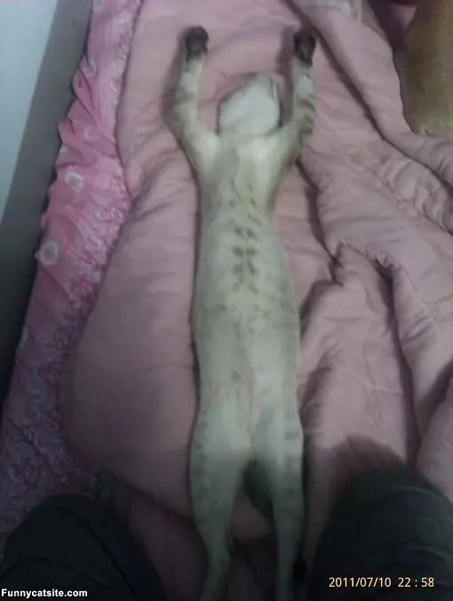 I Sleep How I Want