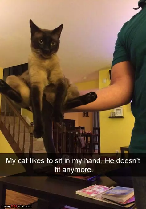 Cat Sits In My Hand