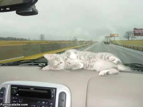 I Sleep Here