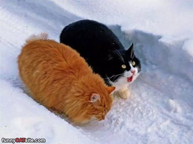 Oh No More Snow