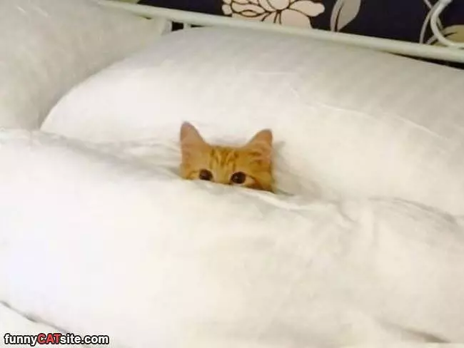 In Bed