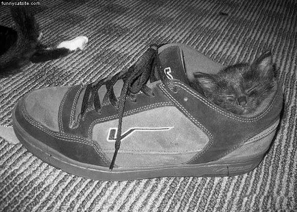 Sleeping In A Sneaker