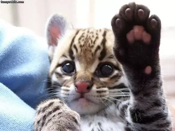 High 5