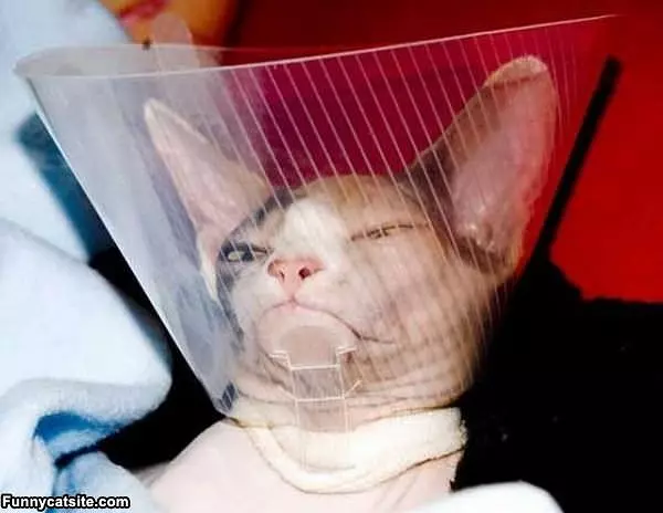 Not A Happy Cat