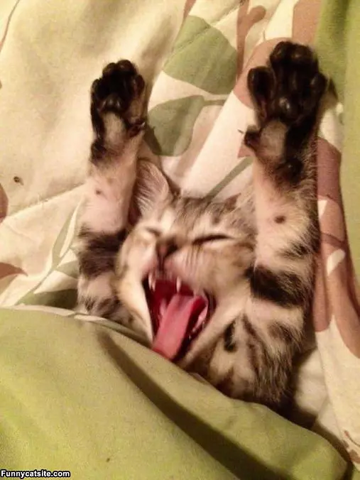 Early Morning Wakeup