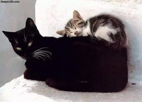 Stacking Cats