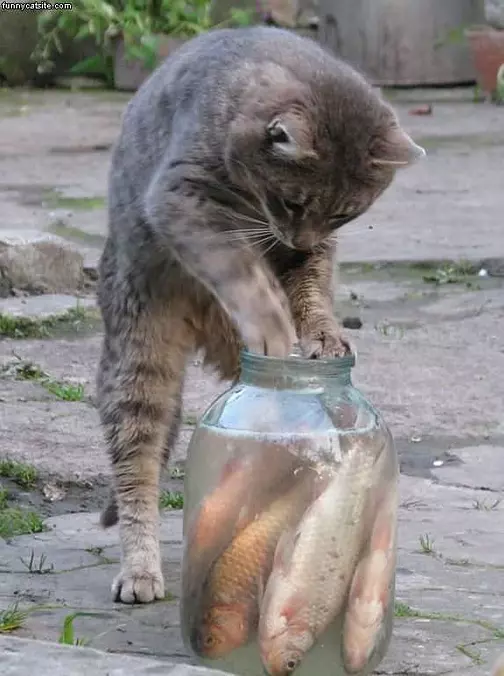 Cat Wants This