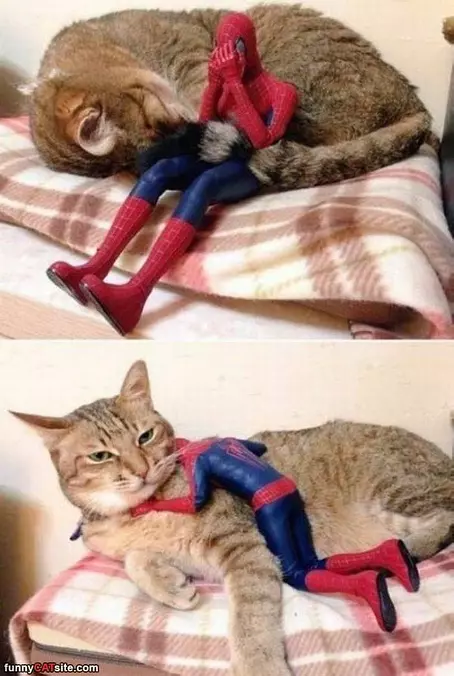 Oh Cat You Understand Me