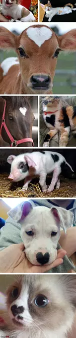 Heart Animals