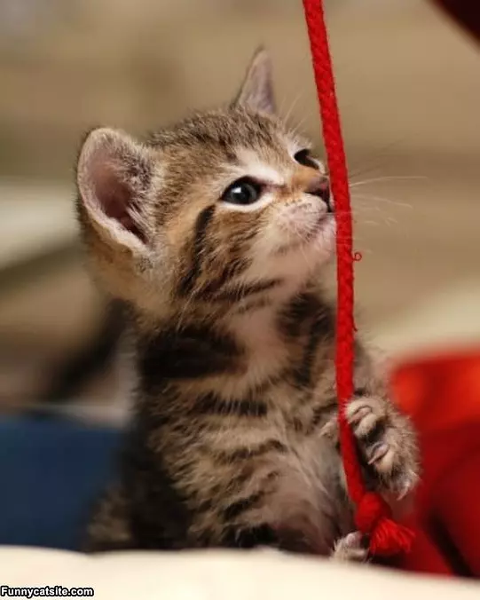 Mah String