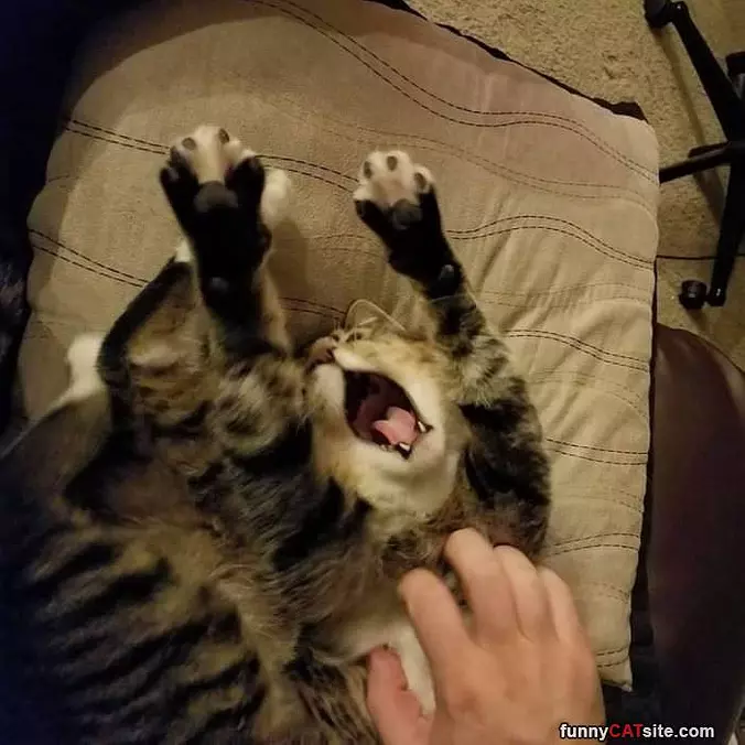More Petting Please
