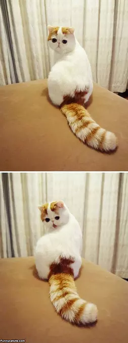 Big Eyes Cat