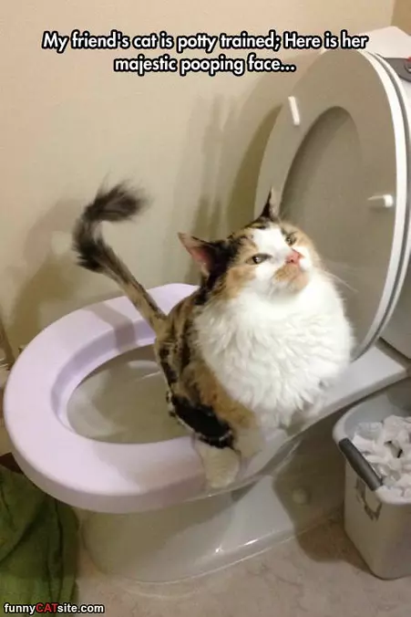 Majestic Face