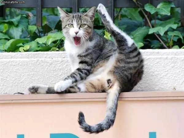 Weirded Out Cat