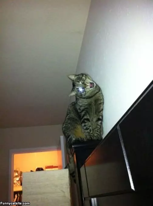 Sideways Meow