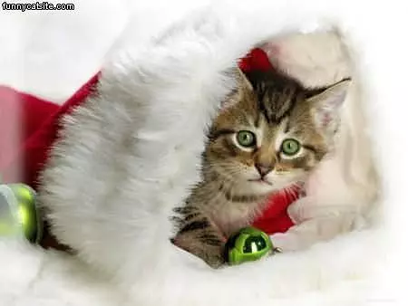 Xmas Cat