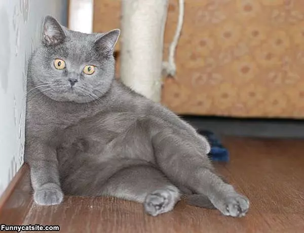 Feeling Lazy