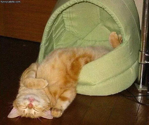 Cat Has A Nice Sleep