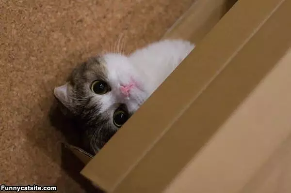 Im In A Box