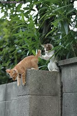 Cat Pushed Over