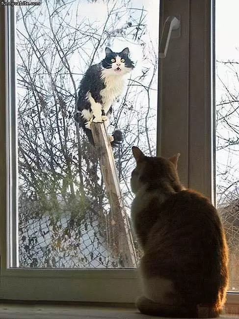 Cat Up A Pole