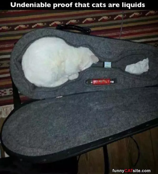 Cats Are Liquids