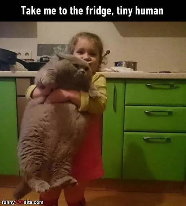 Take Me To The Fridge