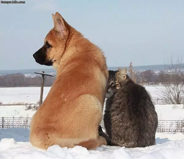 Wind Protection