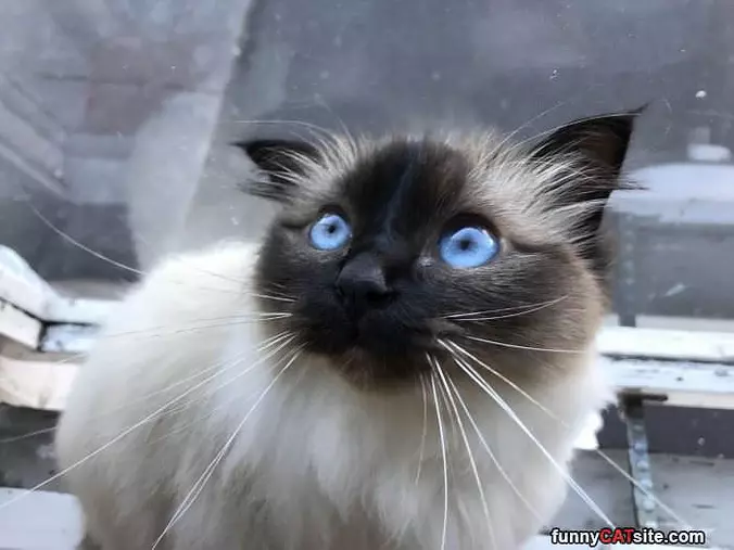 Blue Eyes