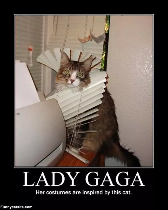 Lady Gaga Cat