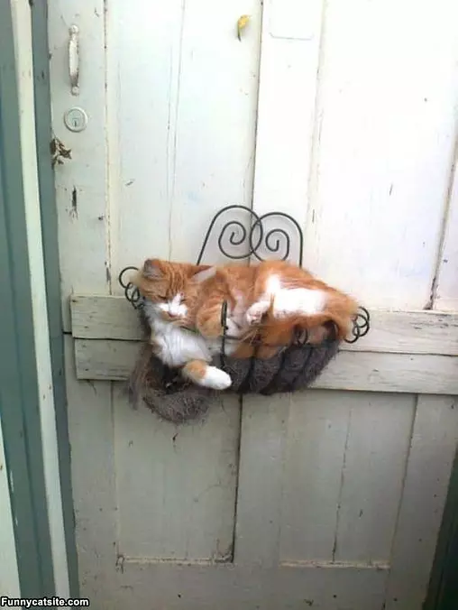 Kitty Found A New Bed