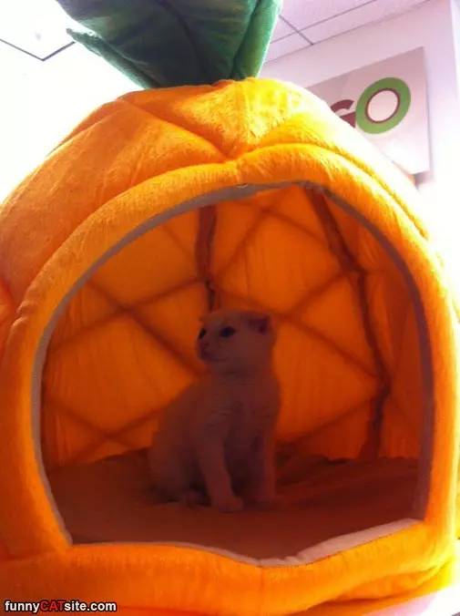 I Live In An Orange